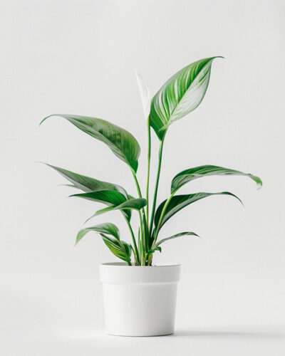 product 03