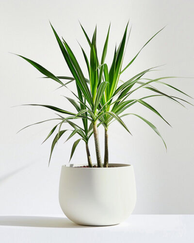 Home product 05
